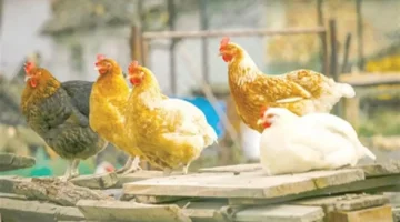 انخفاض سعر الفراخ البيضاء في بورصة الدواجن السبت 22-11-2025